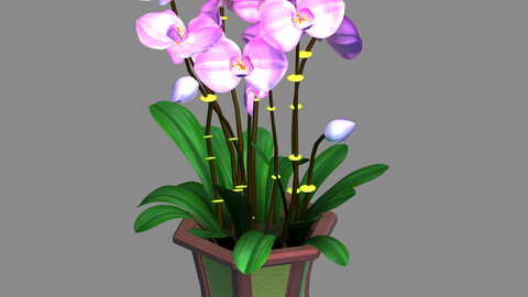 Indoor - Potted - Plants 04