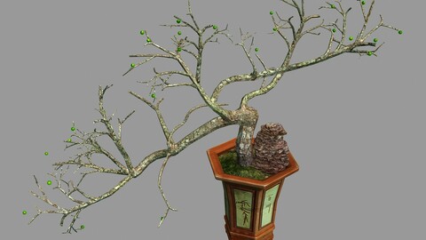 Indoor - potted plants - plants 05