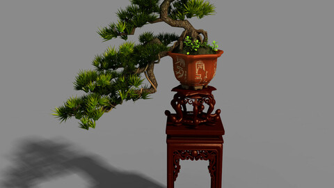 Indoor - potted plants - plants 09