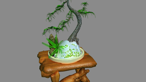 Indoor - potted plants - plants 010