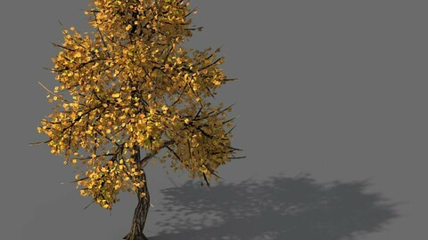 Explore the mountains - Hongye Tree 09