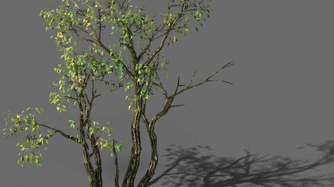 Explore the mountains - Grove 03