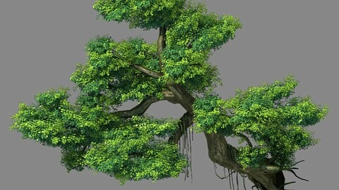 Explore the mountains - Cliff - Tree 01