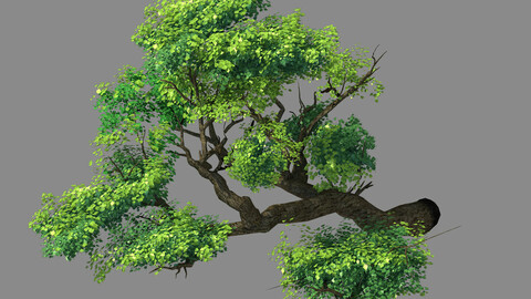 Explore the mountains - Cliff - Tree 02