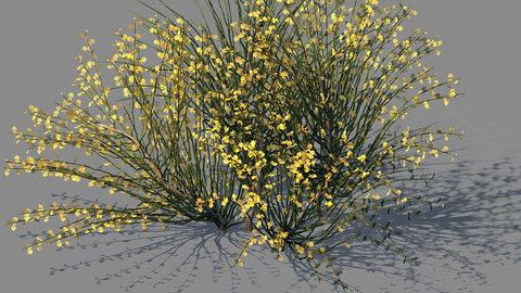 Explore the mountains - plants - shrubs 04