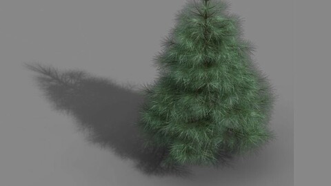 Tianyin Temple - Pine 01
