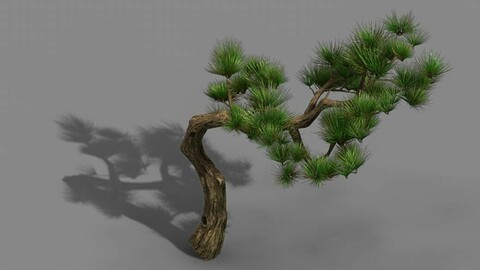 Tian Yin Temple - Pine 02