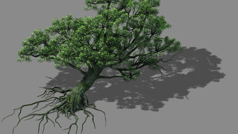 Wu Gorge - big tree 01