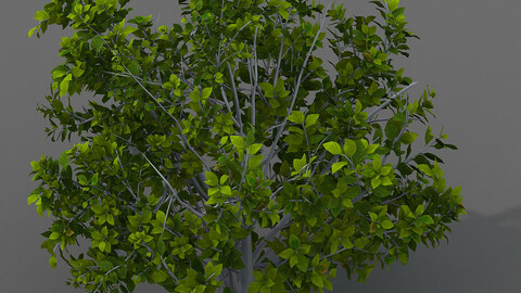 Journey to the West - shrubs 01