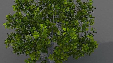 Journey to the West - shrub 03