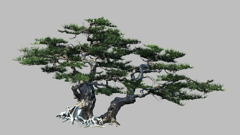 Journey to the West - Putuo Mountain - Pine 01