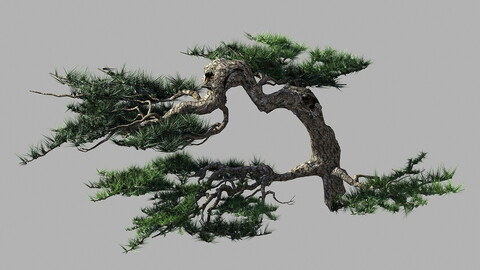 Journey to the West - Putuo Mountain - Pine 02