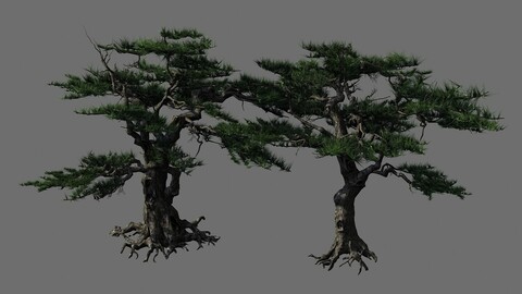 Journey to the West - Putuo Mountain - Pine 04