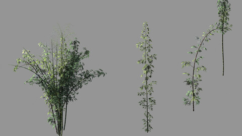 Journey to the West - Putuoshan - Bamboo 02