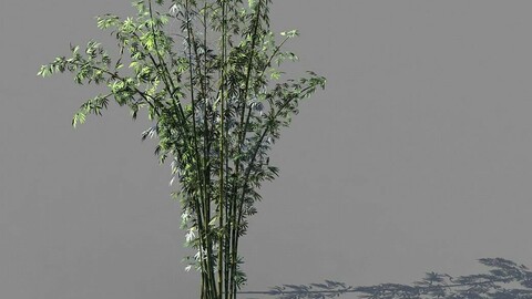 Journey to the West - Putuoshan - Bamboo 03