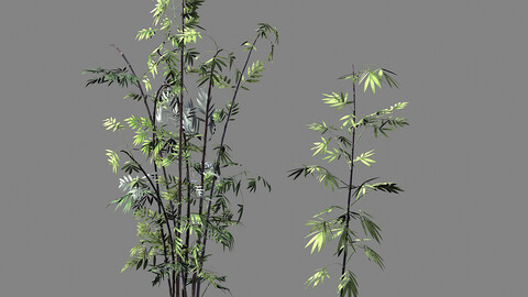 Journey to the West - Putuoshan - Bamboo 010
