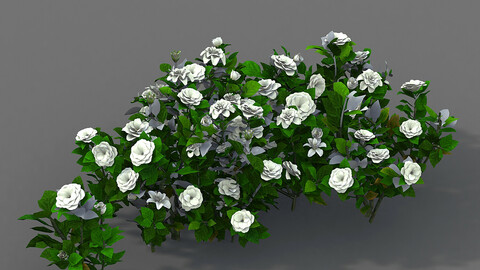 Journey to the West - Gardenia 01