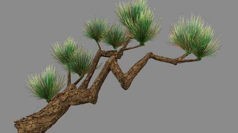 Koike Town - Plants - Pine 01