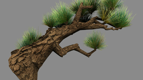 Koike town - plant - pine 02