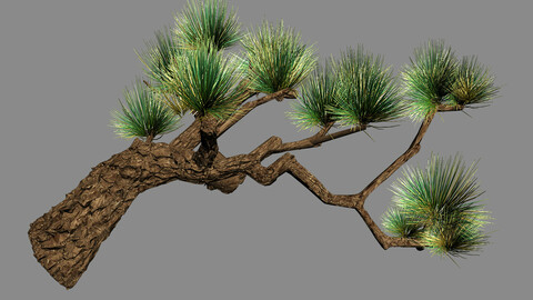 Koike Town - Plants - Pine 03