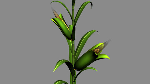 Koike town - plant - corn 01