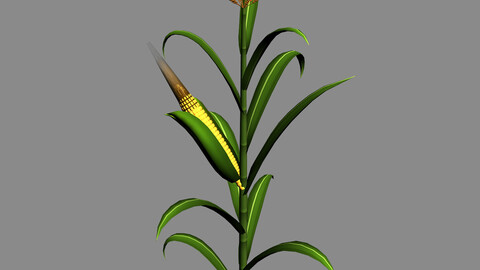 Koike town - plant - corn 02