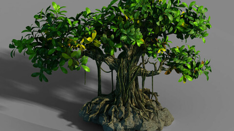 Small bamboo peak - big banyan tree 01