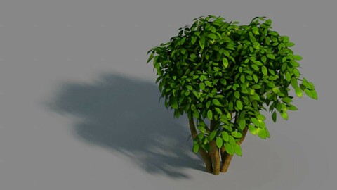 Small bamboo peak - tree 02