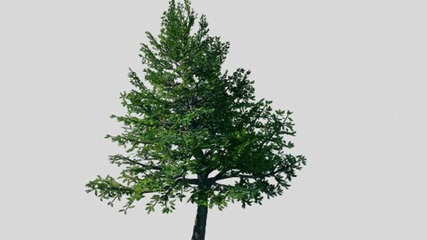 Cincinnati - Evergreen