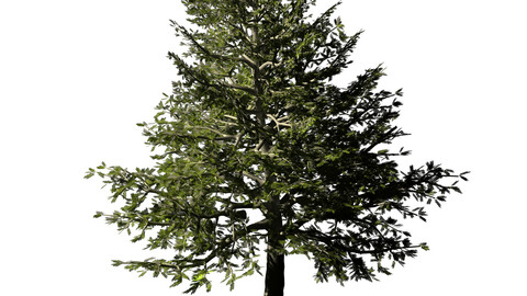 Chennault - Evergreen 33