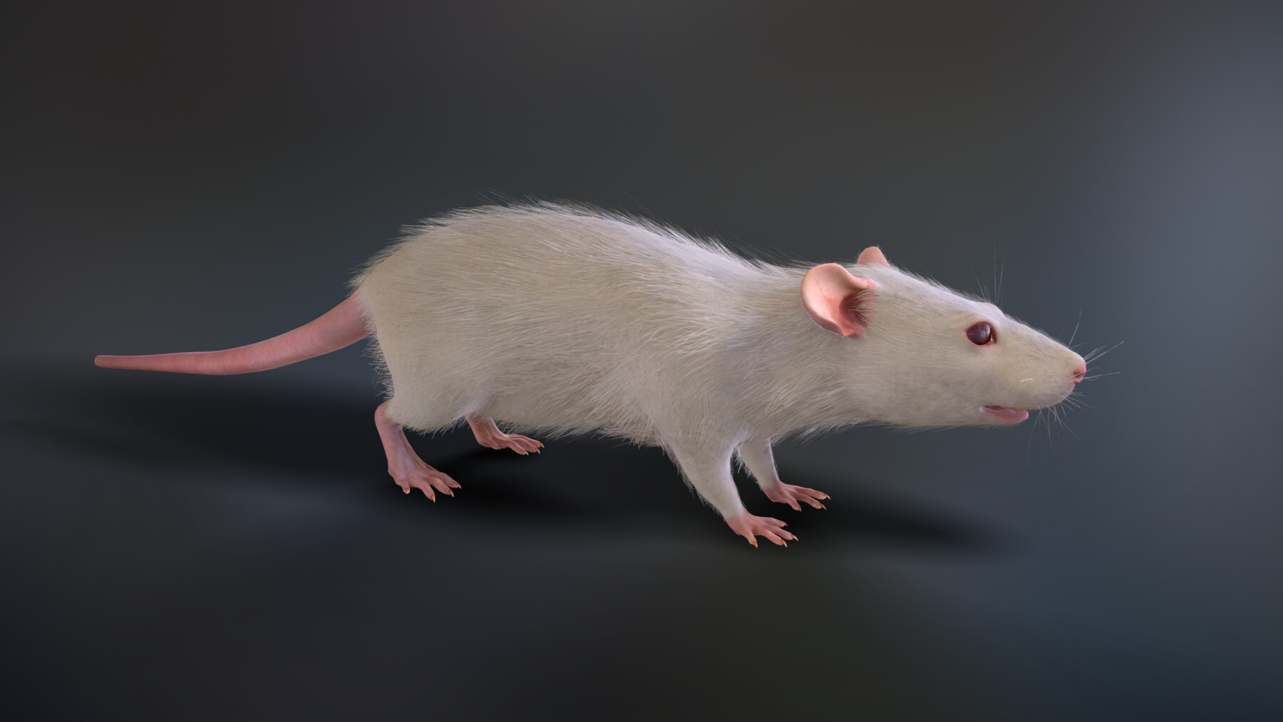 ArtStation - Rats with low poly fur | Game Assets