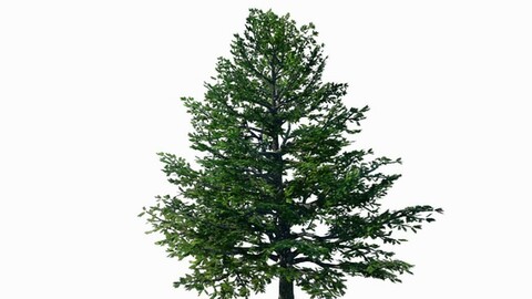 Sennard - evergreen 35