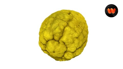 Citron Citrus medica - Extreme Definition 3D Scanned Model