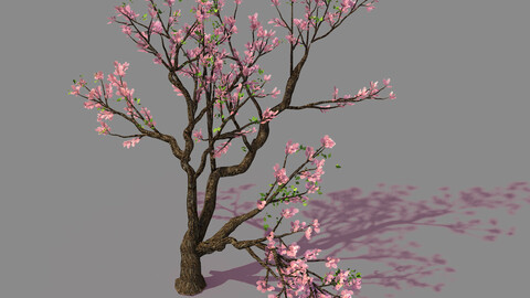 New Village - Peach 01
