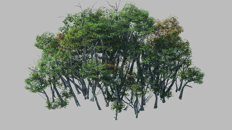 Plant Forest - Birch Grove 01