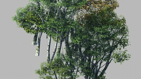 Plant Forest - Birch Grove 02