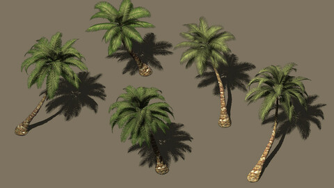 Plant - Coconut Tree 271