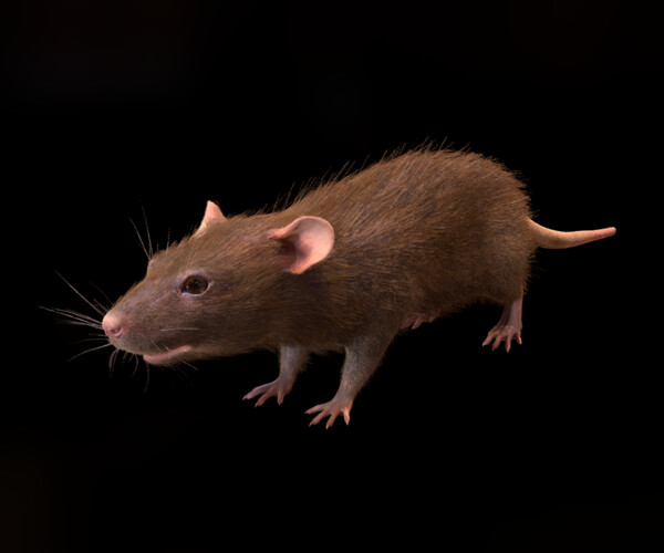 ArtStation - Brown rat with low poly fur | Resources