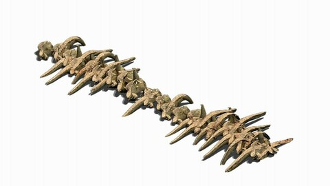 Desert - Bone Fossils