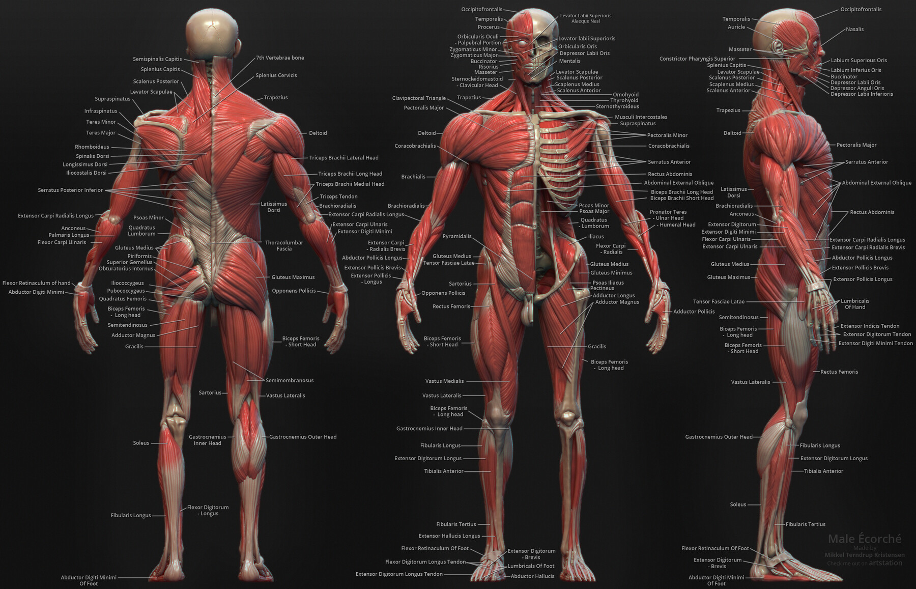 Artstation Digital 3d Ecorche Anatomy Reference Resou 1193