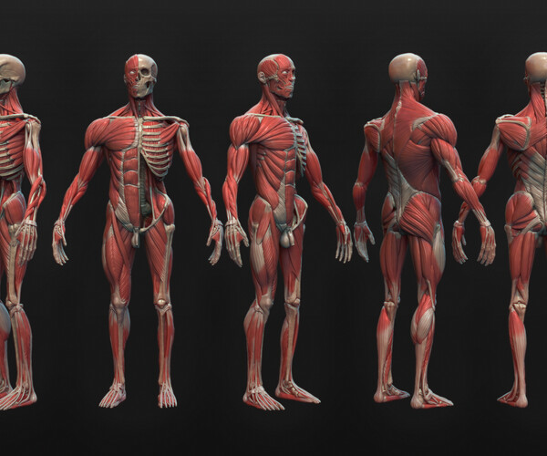 ArtStation - 3d Male Ecorche reference model - Seperated and named ...