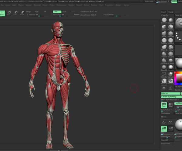 ArtStation - 3d Male Ecorche Reference Model - Seperated And Named ...