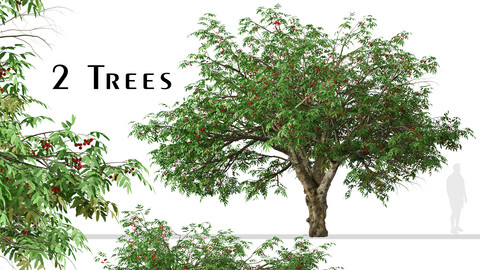 Set of Rowan Tree (Mountain Ash) (2 Trees)