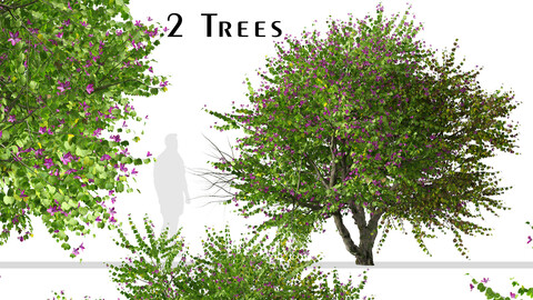 Set of Bauhinia purpurea Tree (Orchid tree) (2 Trees)