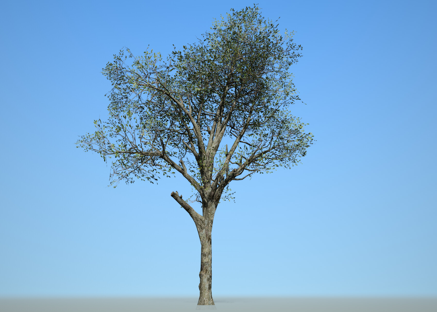 ArtStation - Tree Collection 001 | Game Assets
