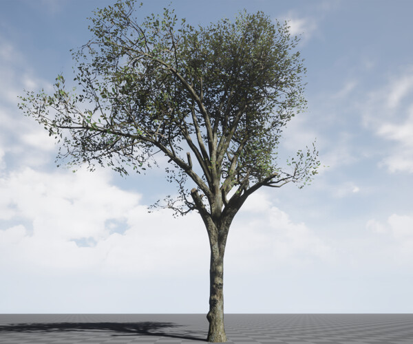 ArtStation - Tree Collection 001 | Game Assets