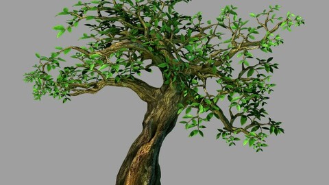 Fernnor Tree Cave - Tree 02