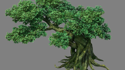 Kazlog shallow bay - tree 04