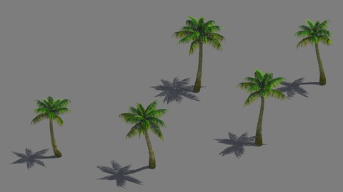 Tropical Plant - Coconut Tree 03