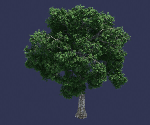 Artstation - Forest - Ash Tree 32 